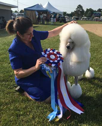 Dawin Hot Cakes Best In Show